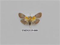 藏品(螟蛾223)的圖片